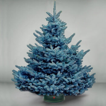 Ель голубая (Blue Spruce)